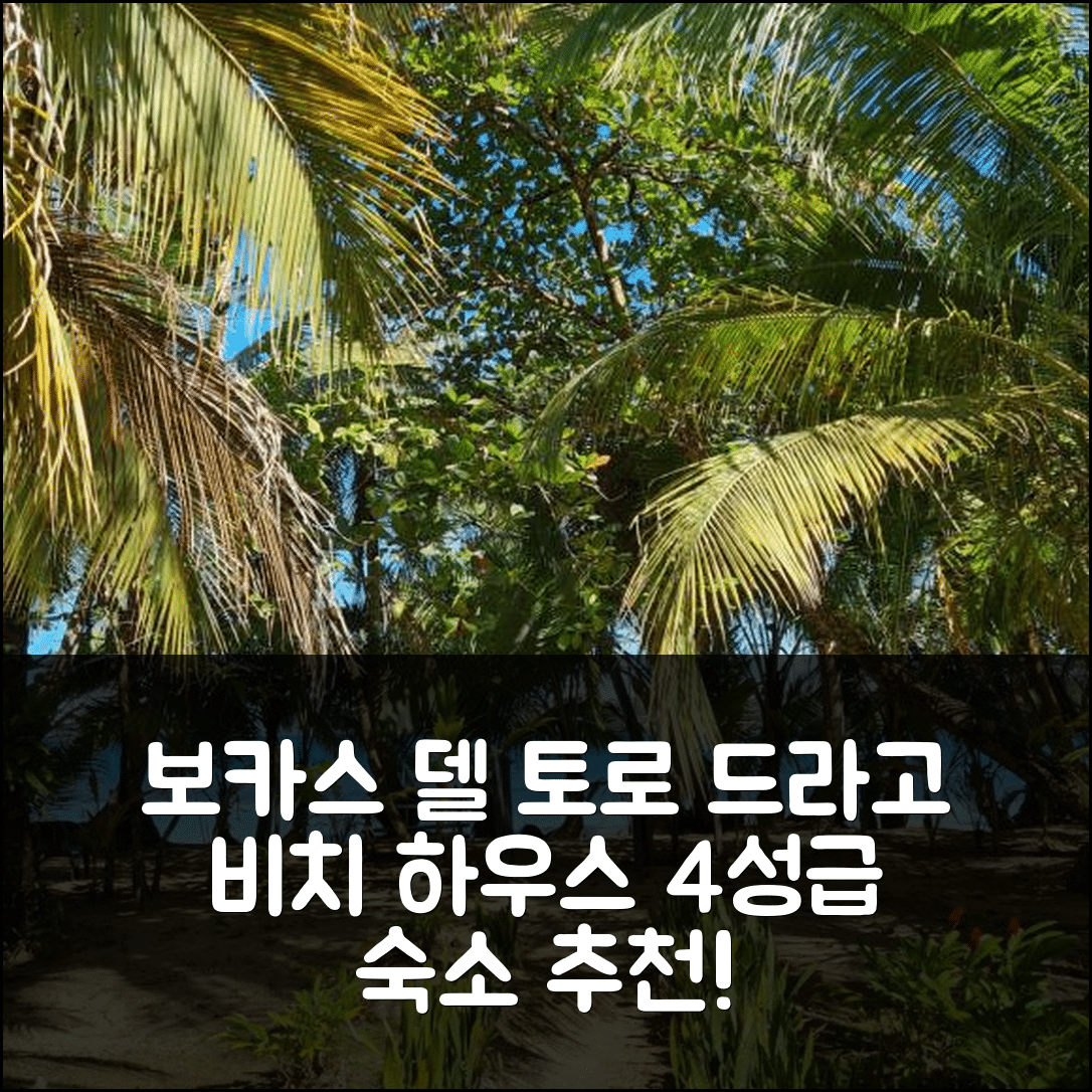 보카스 델 토로 숙소 여행 호텔 추천 드라고 비치 하우스 | 개인 해변과 4성급 조식, 가성비 좋은 예약 팁 6가지